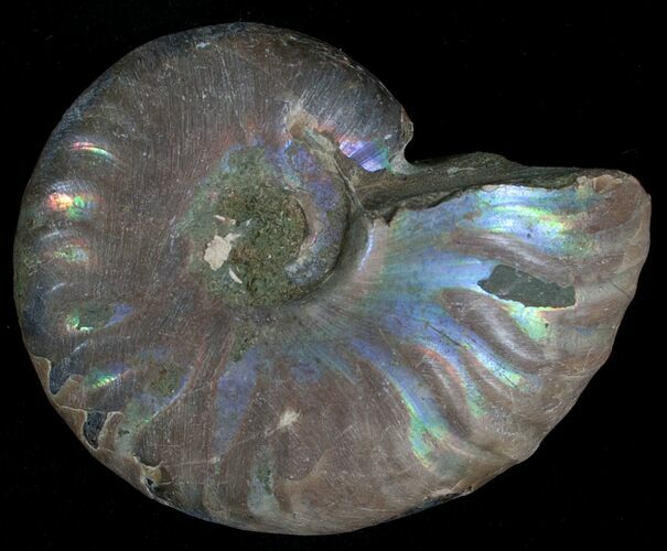 Silver Iridescent Ammonite - Madagascar #6862